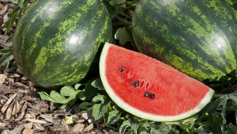 سیلیکات پتاسیم ۷۰ درصد شوک برای هندوانه