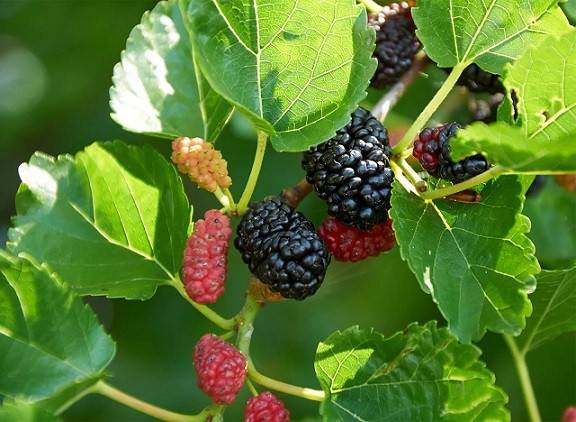 سیلیکات پتاسیم ۷۰ درصد شوک برای توت