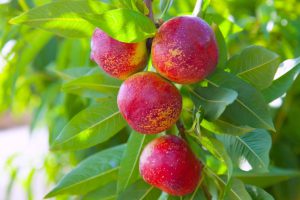 سیلیکات پتاسیم ۷۰ درصد شوک برای شلیل