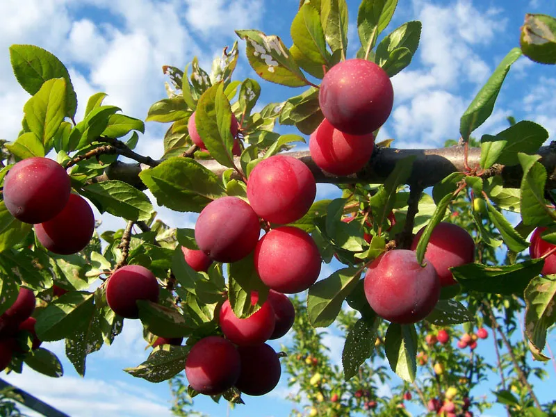 سیلیکات پتاسیم ۷۰ درصد شوک برای آلو