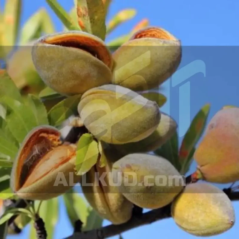 سیلیکات پتاسیم 70 درصد شوک برای بادام