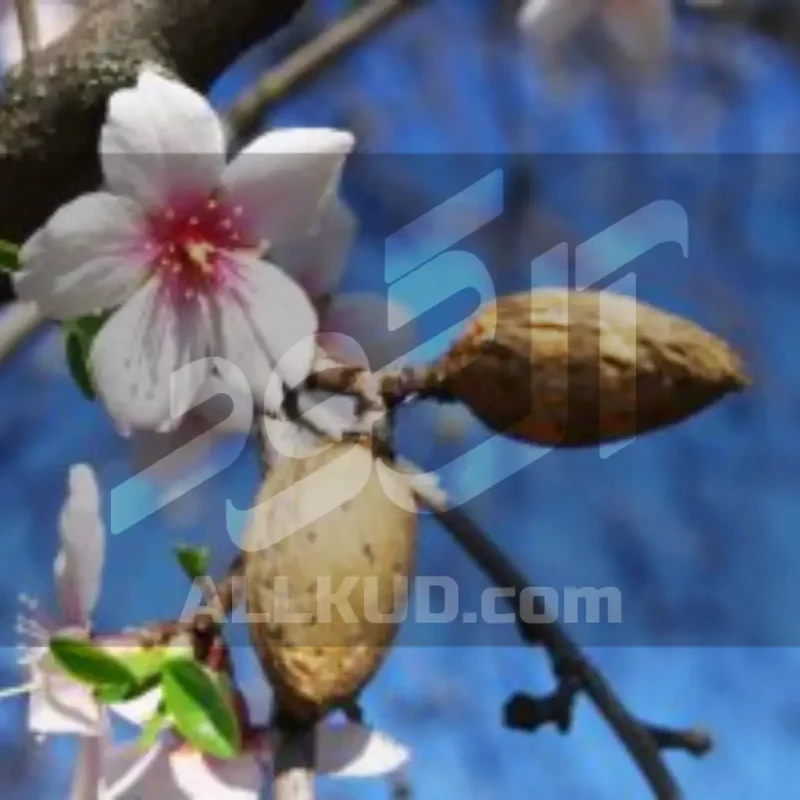 سیلیکات پتاسیم 70 درصد شوک برای بادام