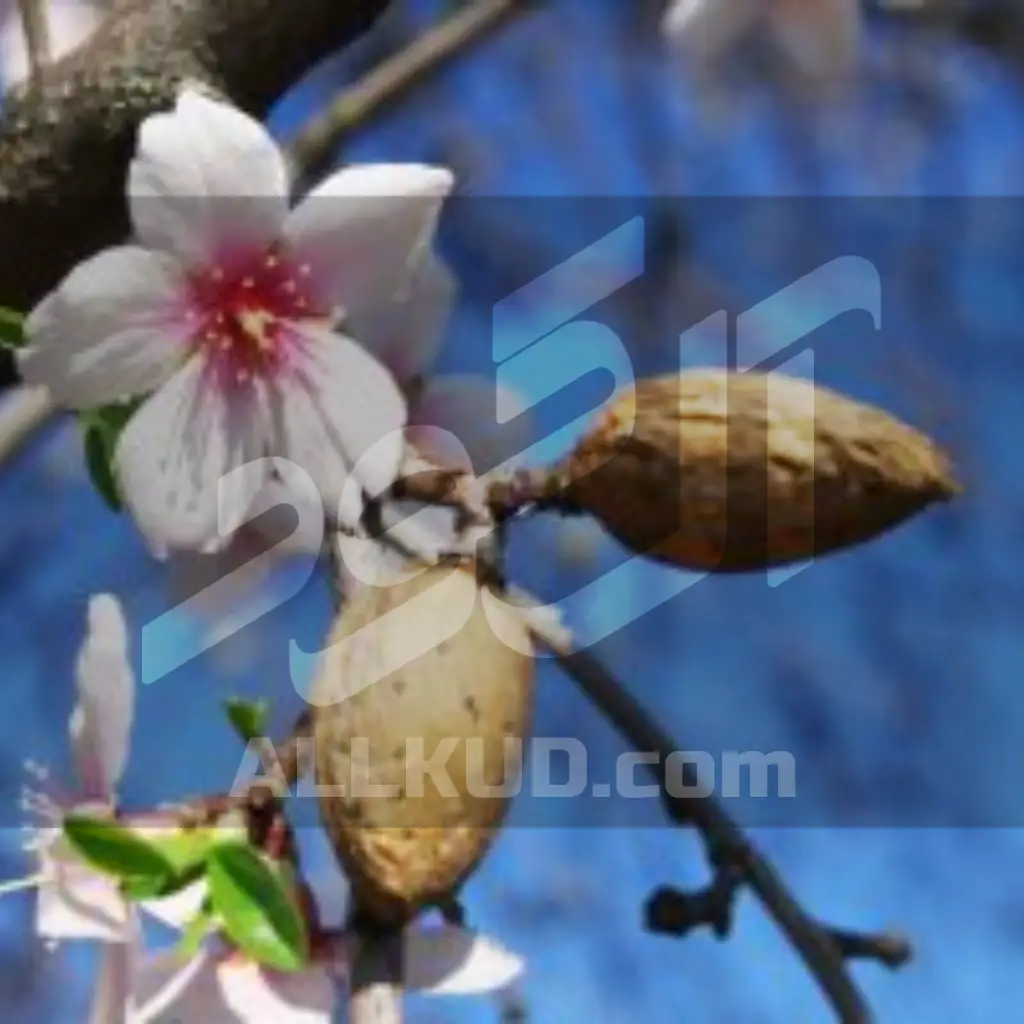 سیلیکات پتاسیم 70 درصد شوک برای بادام