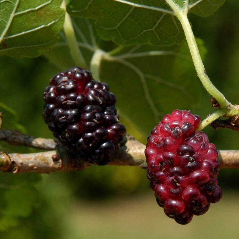 سیلیکات پتاسیم 70 درصد شوک برای شاه‌توت