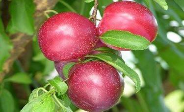 سیلیکات پتاسیم 70 درصد شوک برای آلو
