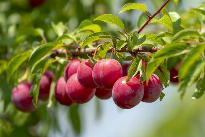 سیلیکات پتاسیم 70 درصد شوک برای آلو