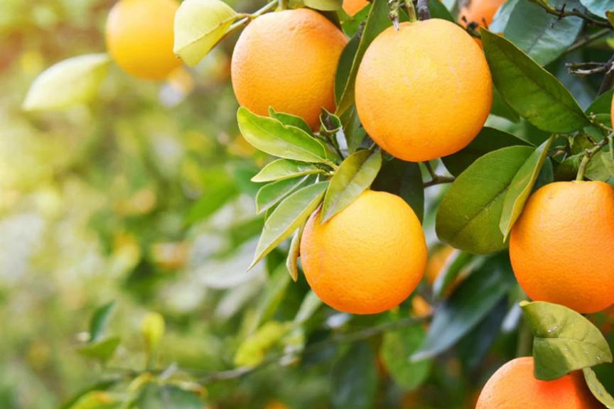 سیلیکات پتاسیم ۷۰ درصد شوک برای پرتقال