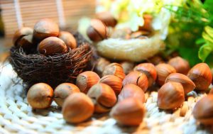 کود مایع مرغی برای فندق