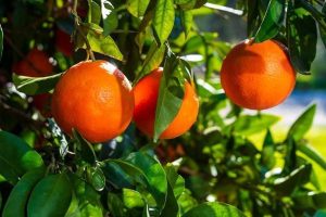 اسید هیومیک برای درخت پرتقال