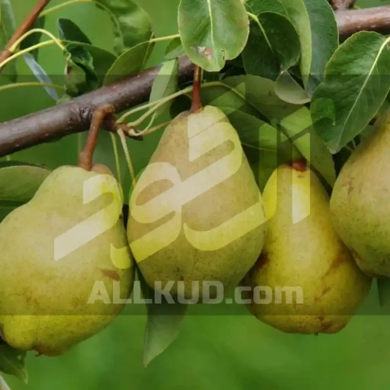 خواص کود ده ایکس شوک برای گلابی