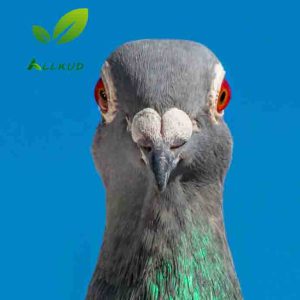 بهترین جایگزین کود کبوتر.