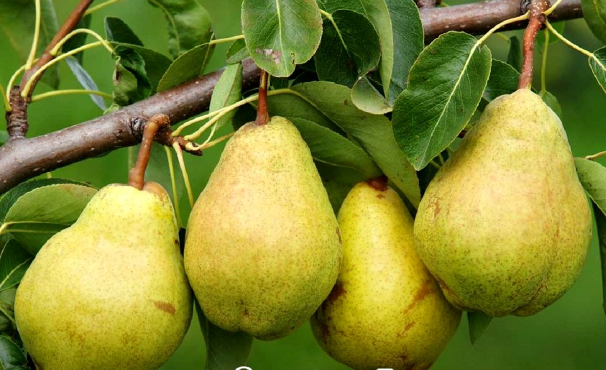کود ده ایکس شوک برای گلابی