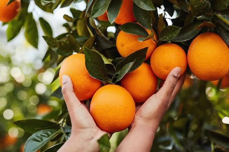 افزایش باردهی درخت پرتقال