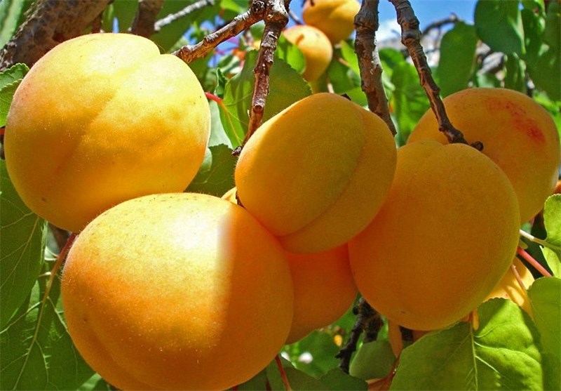تاثیر کوددهی درختان زرد الو با کود سه بیست شوک