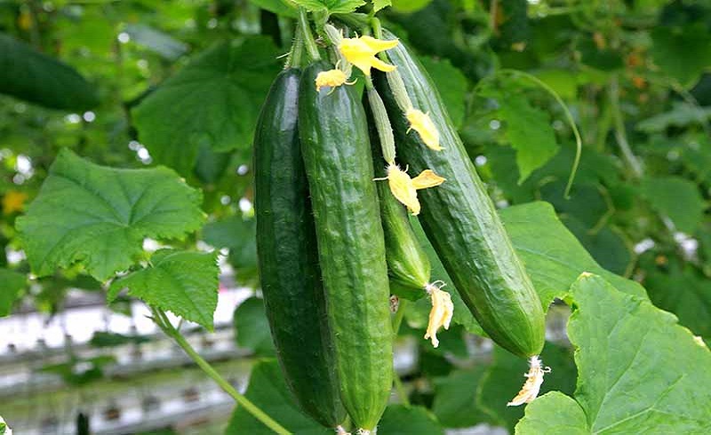 تاثیر کود سه بیست شوک بر روی خیار بوته ای