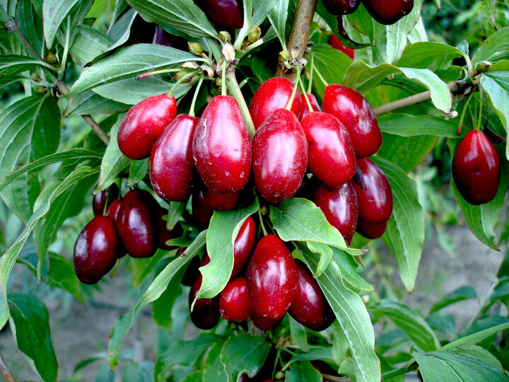 پرورش زغال اخته