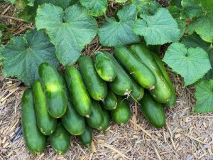کود مخصوص افزایش تناژ خیار بوته ای