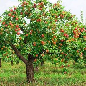 مزایای آبیاری درختان سیب 
