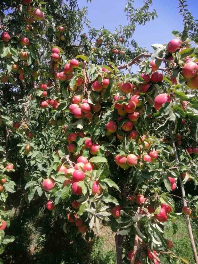 بهترین روش آبیاری درختان سیب