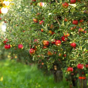 طریقه آبیاری درختان سیب 
