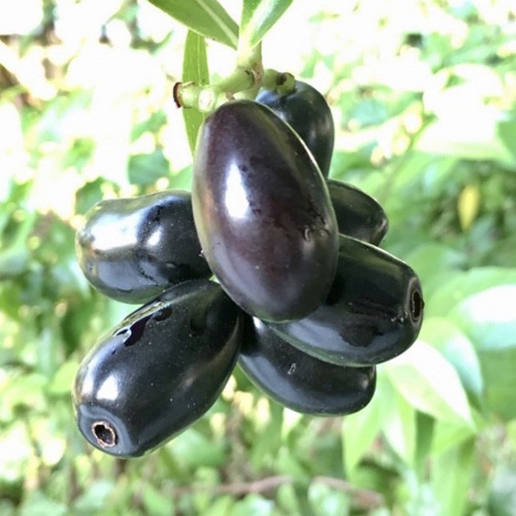 میوه درخت جمبو