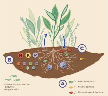 آیا می دانید باکتری ها رشد گیاهان را چگونه تحریک می‌کنند؟