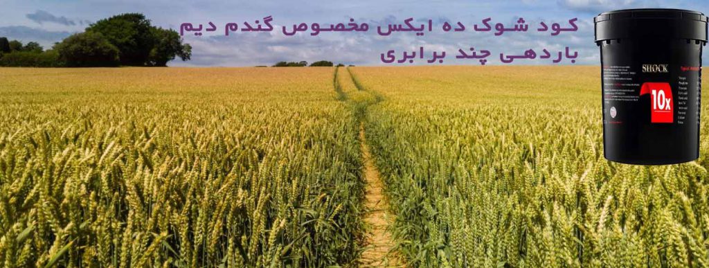 کود گندم دیم