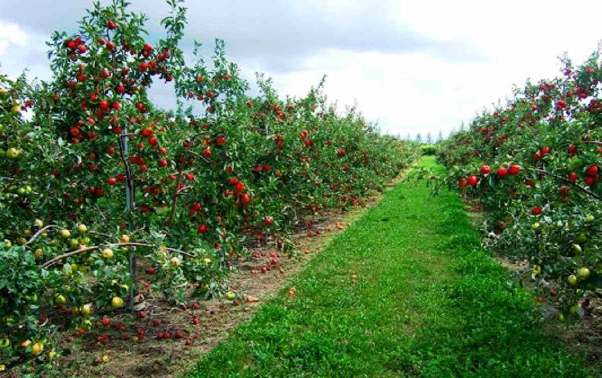 کود مایع مرغی برای آلبالو