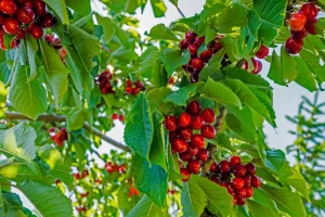 کود مایع مرغی برای آلبالو
