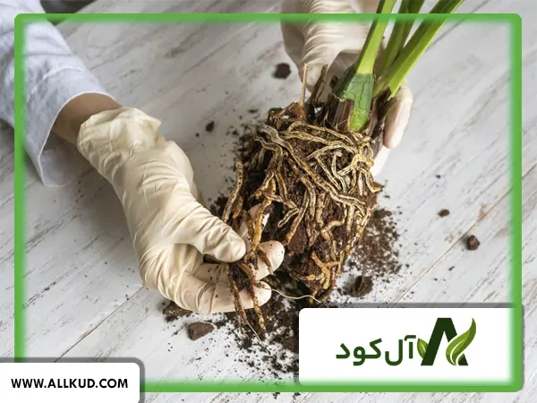 کود مایع ریشه زایی شوک آماده برای استفاده در کشاورزی