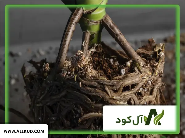 نمایش تاثیر کود ریشه زایی شوک بر رشد ریشه گیاه