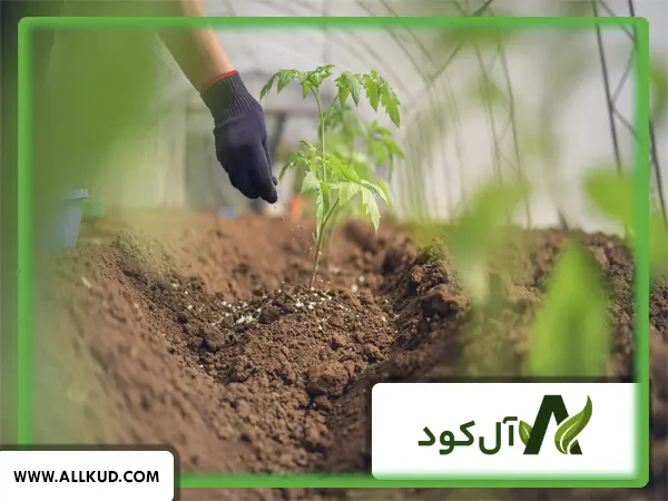 تاثیر کود سیلیکات پتاسیم شوک بر افزایش مقاومت گیاه