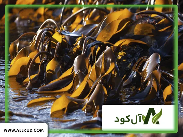 نحوه محلول پاشی کود جلبک دریایی شوک روی برگ گیاه