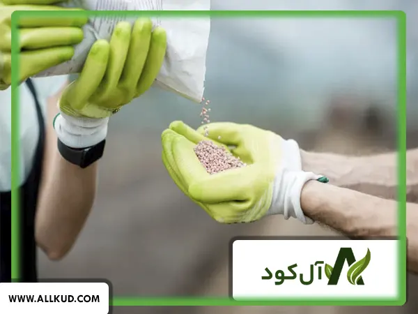 نمونه برگ گیاه با علائم کمبود مس