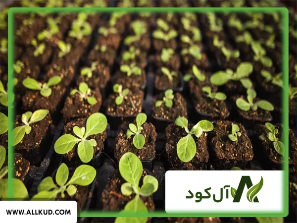 محلول پاشی کود مس شوک مایع روی برگ گیاهان