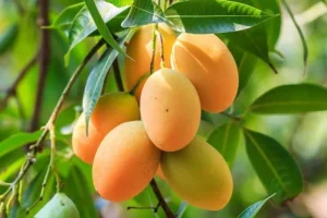 درخت انبه