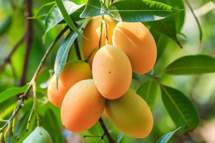 درخت انبه