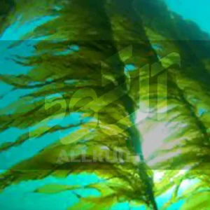 ترکیب هیومیک اسید با جلبک دریایی