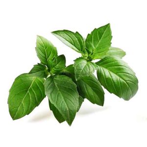 کود برای رشد سریع ریحان