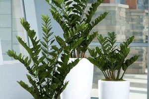 تعویض گلدان زاموفیلیا