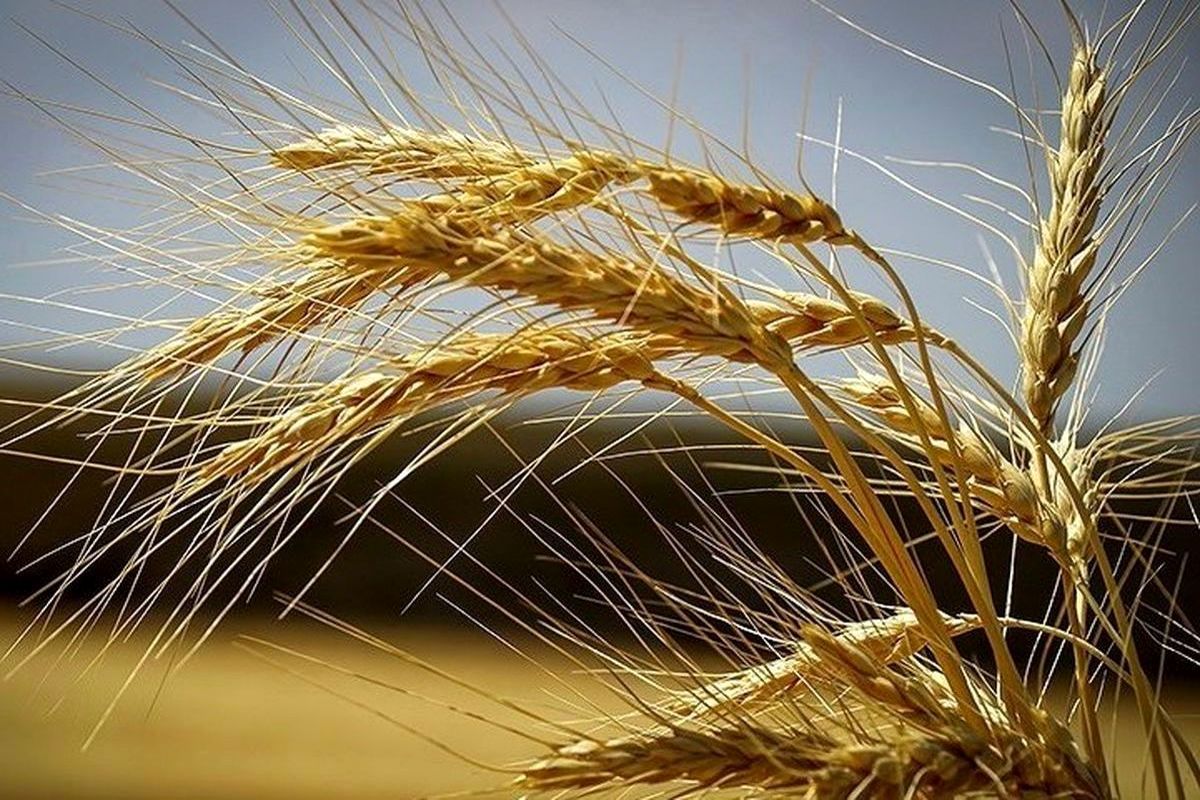بهترین بذر گندم با تناژ بالا