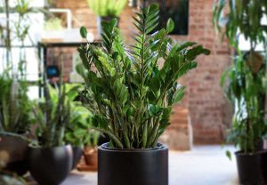 تعویض گلدان زاموفیلیا