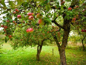 بهترین کود برای درختان میوه در تابستان