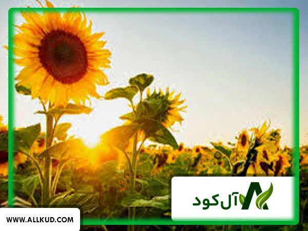 نمای نزدیک از گل آفتابگردان در حال رشد که دانه‌های مغذی آن در مرکز گل مشخص است.