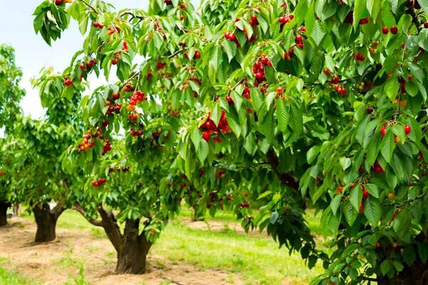 بهترین کود برای درختان میوه در تابستان