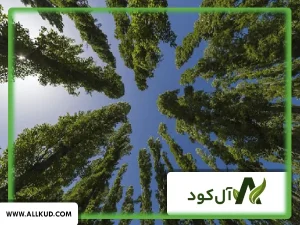 همه چیز درباره درخت تبریزی ، نحوه کاشت و نگهداری