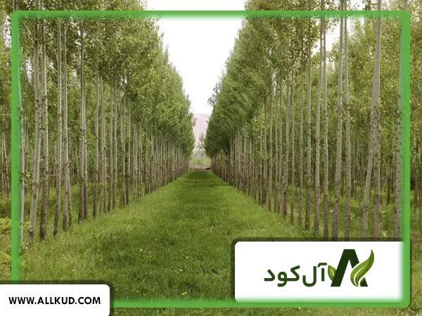 همه چیز درباره درخت تبریزی ، نحوه کاشت و نگهداری