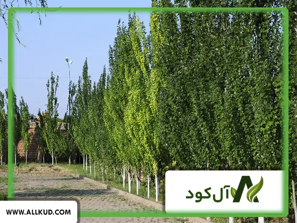 همه چیز درباره درخت تبریزی ، نحوه کاشت و نگهداری