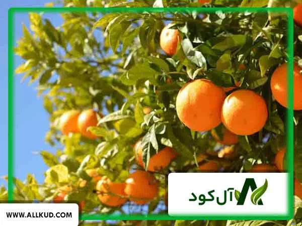 درخت نارنج