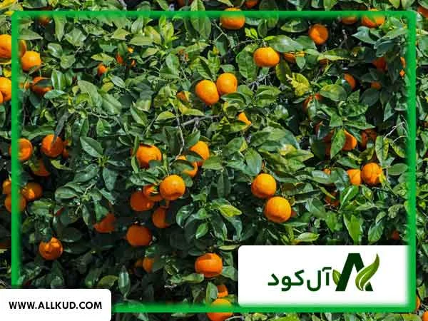 درخت نارنج